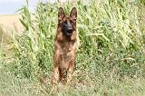 BERGER ALLEMAND 342